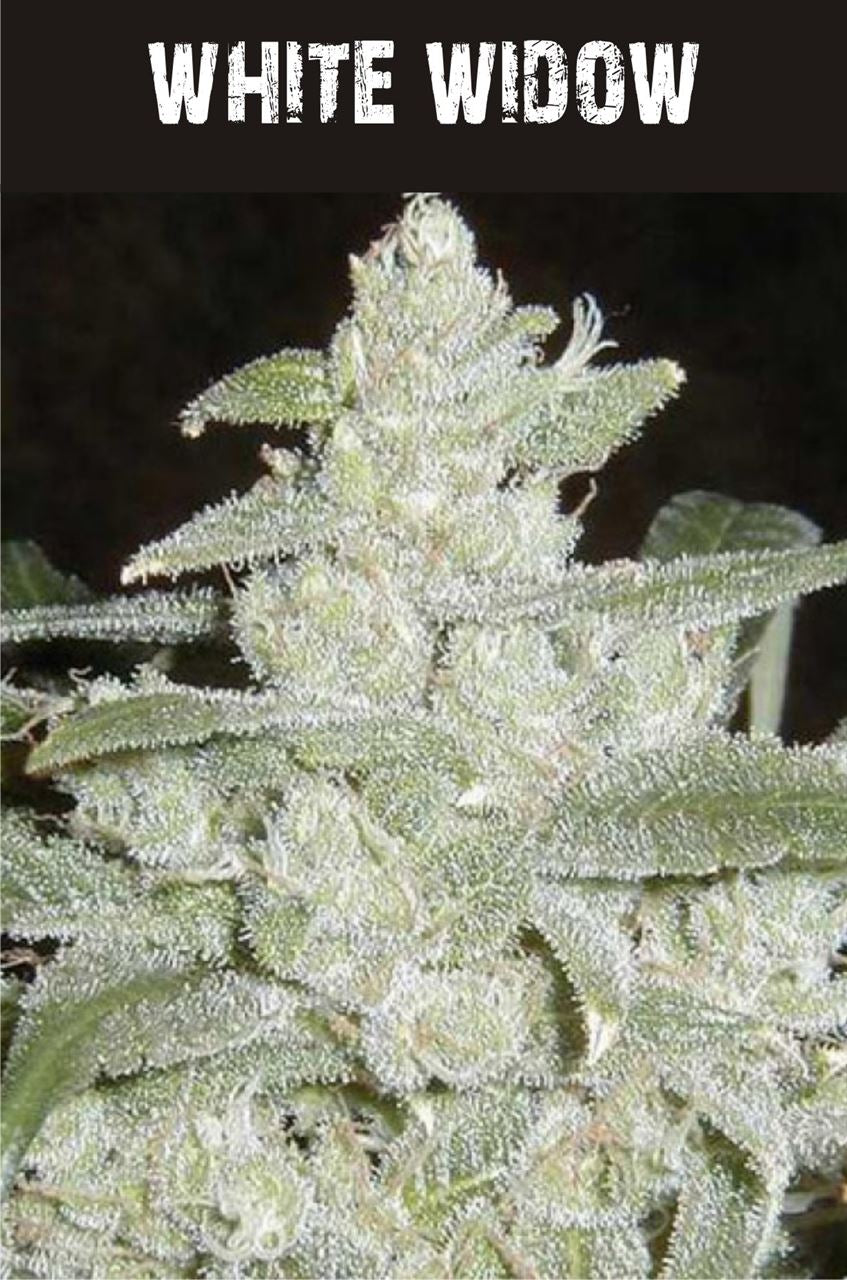 White Widow