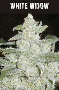 White Widow