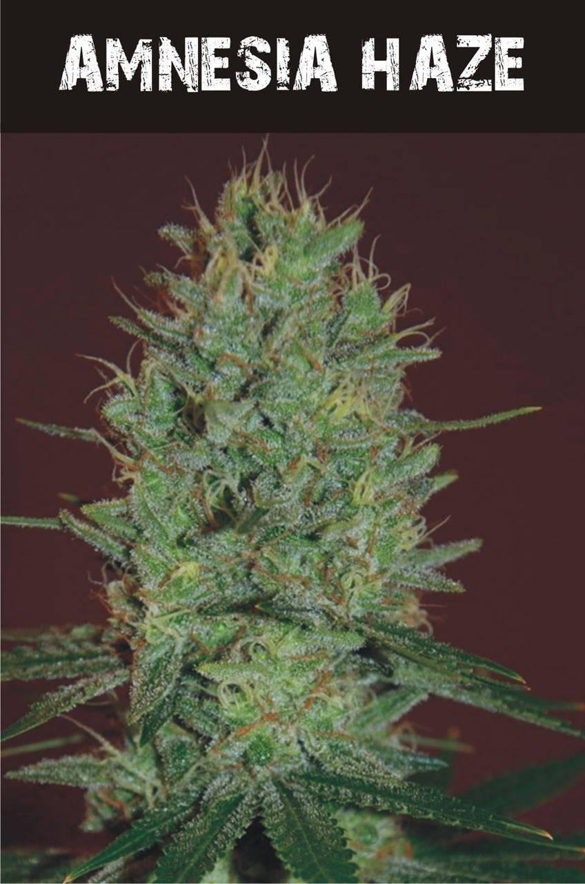 Amnesia Haze