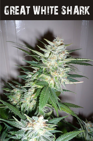 Great White Shark