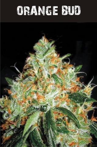 Orange Bud
