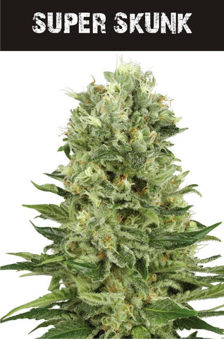Super Skunk