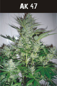 Ak 47   AUTO