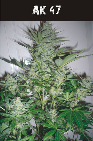 Ak 47   AUTO