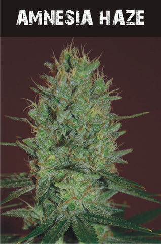 Amnesia Haze  AUTO