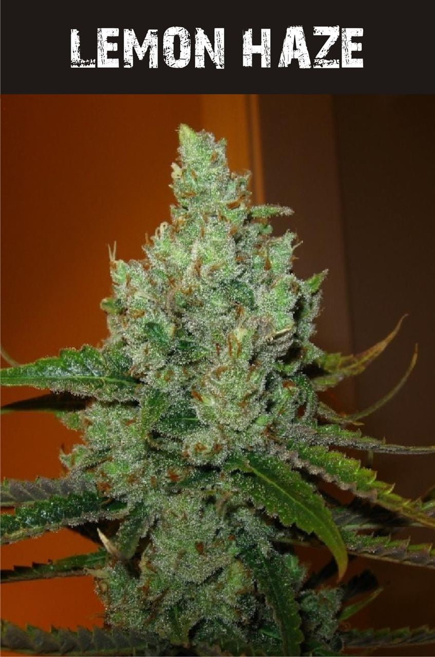 Lemon Haze