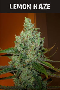 Lemon Haze