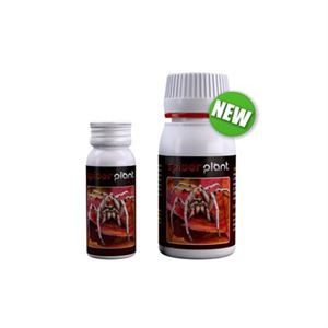 SPIDER PLANT 60 ML