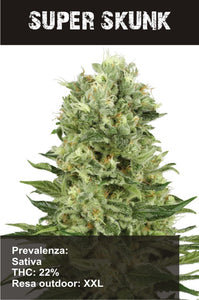 Super Skunk   AUTO