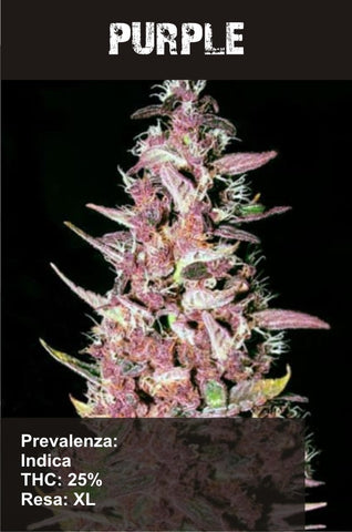 Purple AUTO